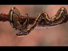 Phil Barker-ball python-Highly Commended .jpg